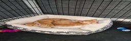 Mixed Breed cats for sale: Ginger female kittens - Advert 1