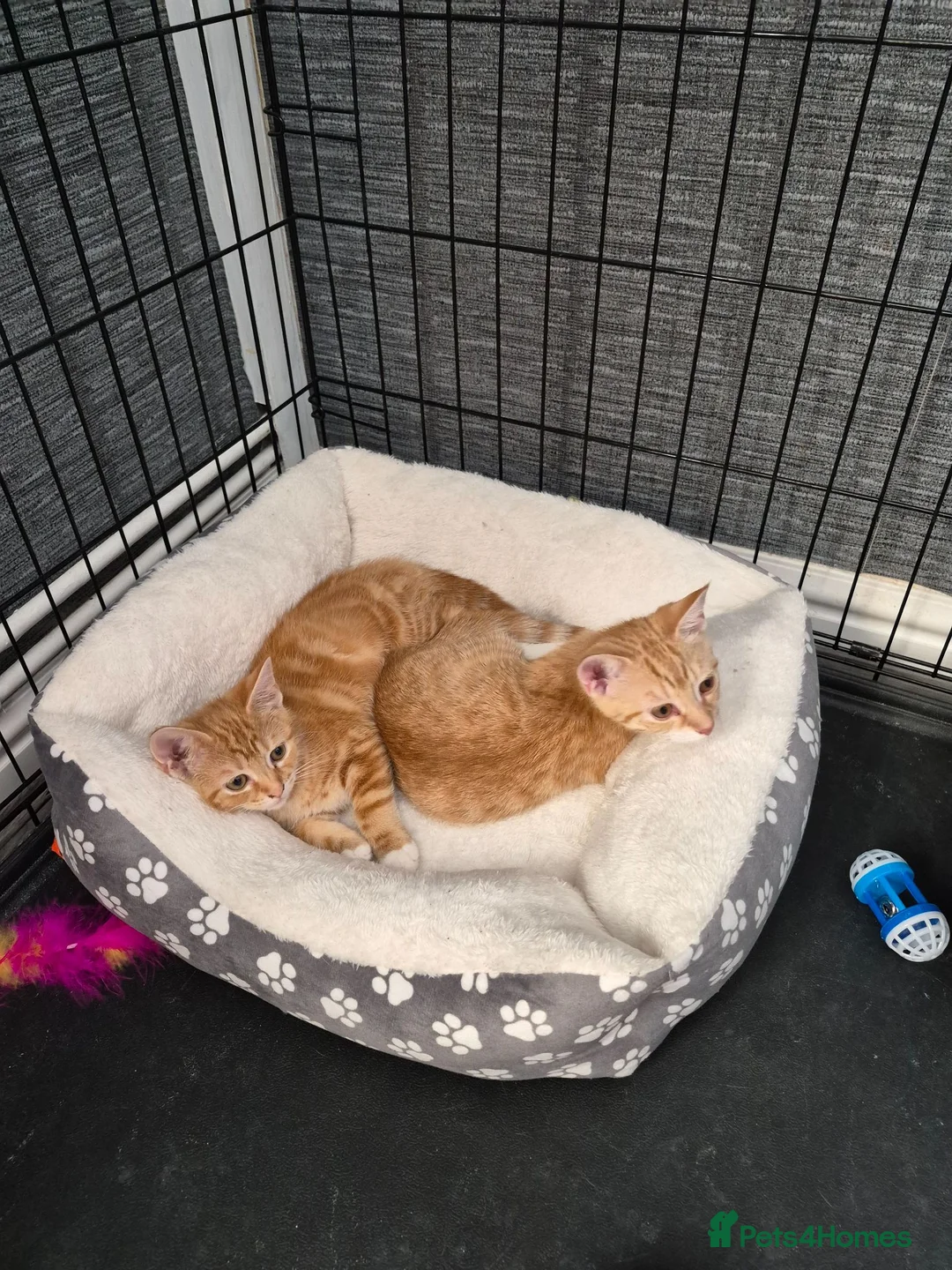 Mixed Breed cats for sale: Ginger female kittens - Advert 1