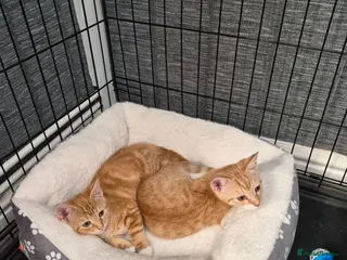 Mixed Breed cats Ginger female kittens - Advert 3
