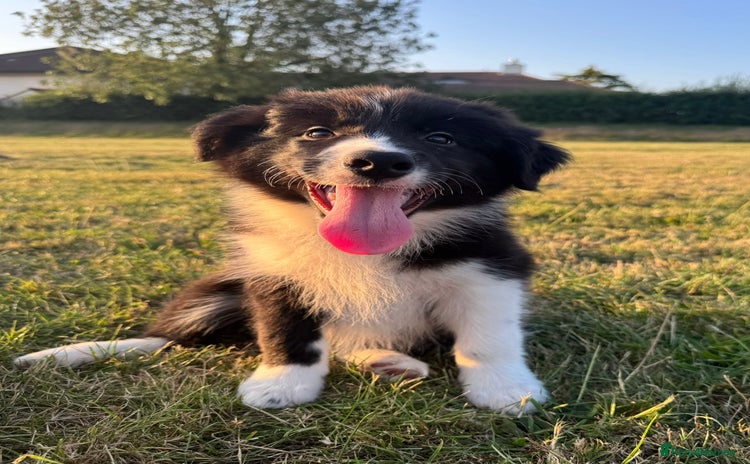 Border Collie dogs - Advert 3