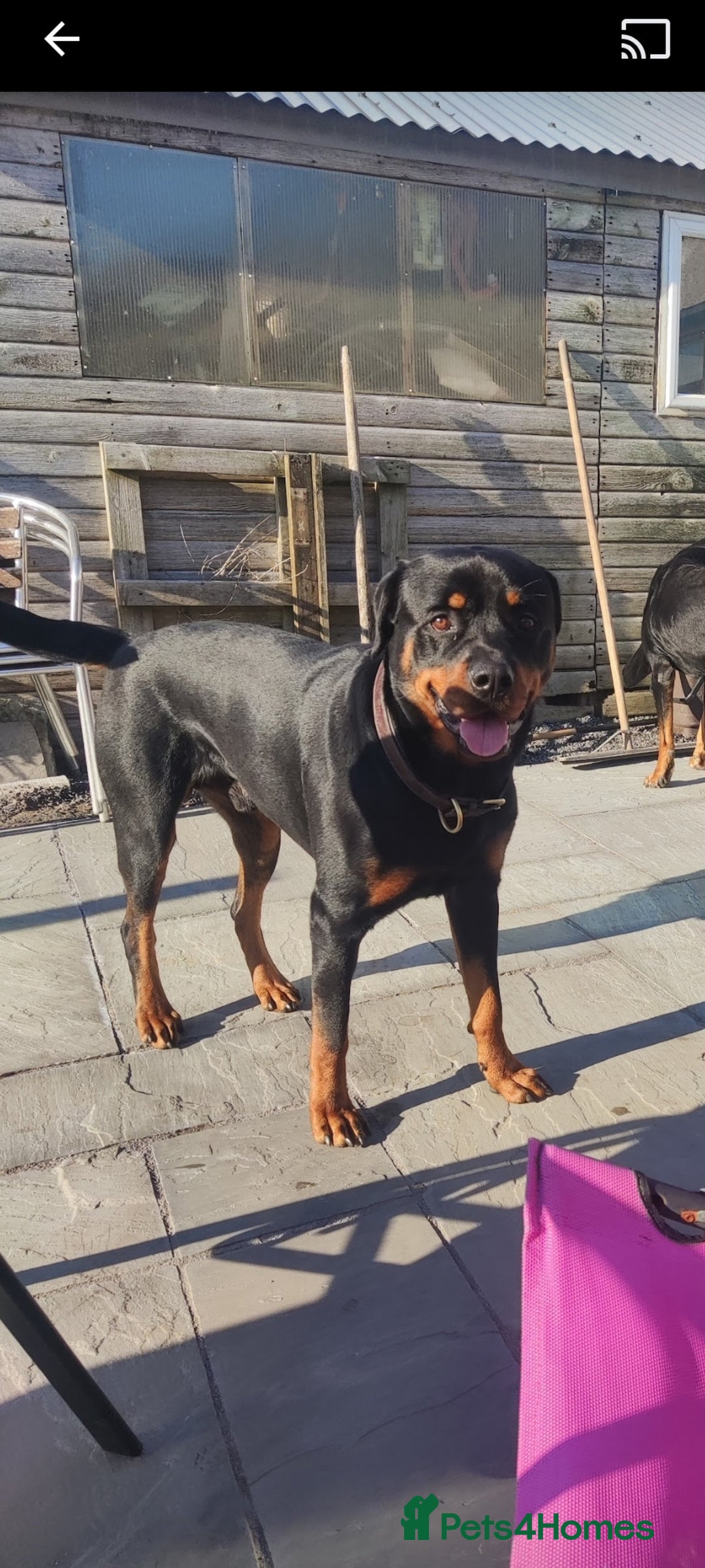Rottweiler dogs for sale: Big beautiful Rottweiler puppies KC reg - Advert 11