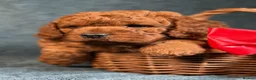 Cavapoo dogs for sale: F1B Toy Cavapoo health tests boutique home breeder - Advert 1