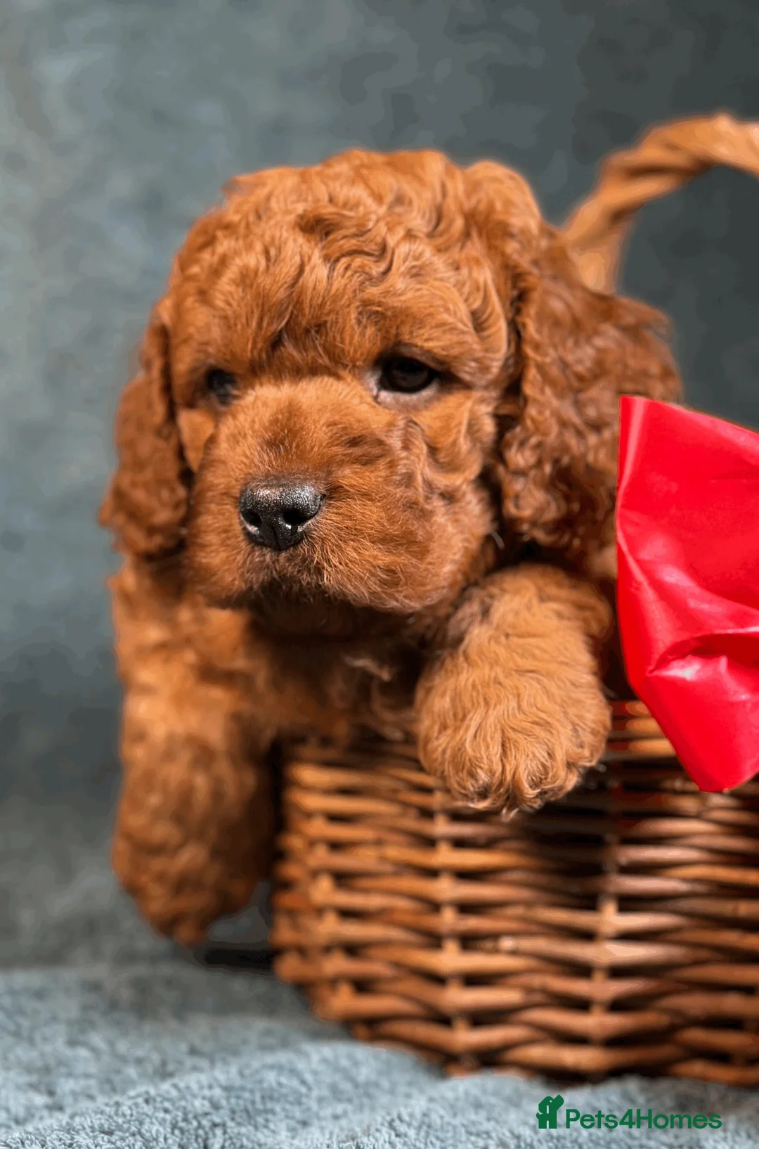 Cavapoo dogs for sale: F1B Toy Cavapoo health tests boutique home breeder - Advert 1