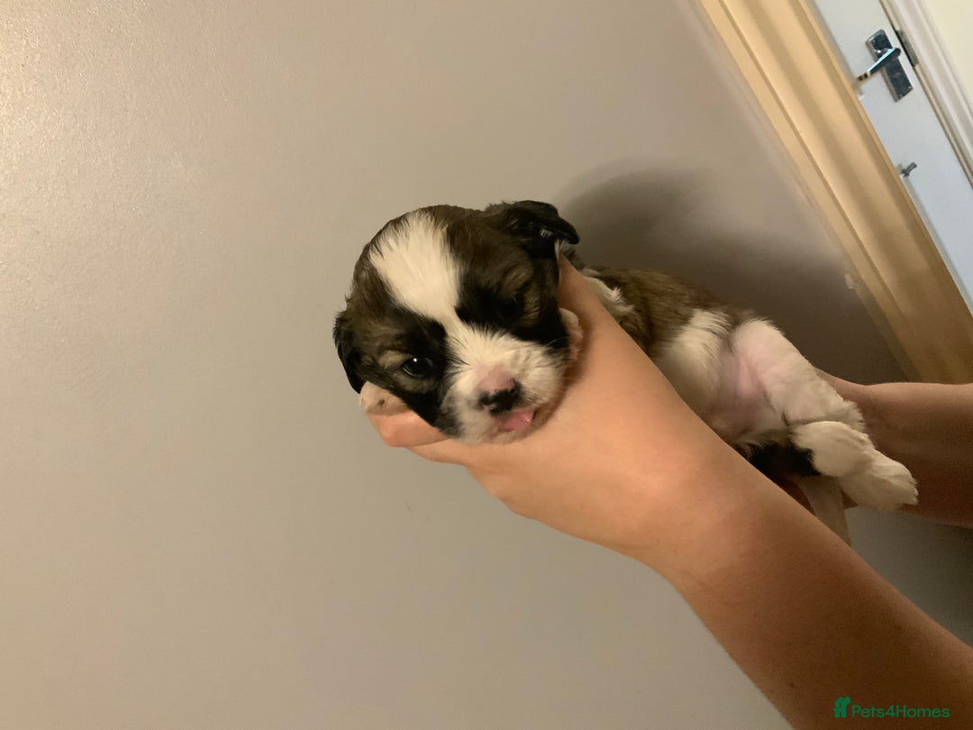 Cava Tzu dogs for sale: Gorgeous F1 Cava Ztu puppies - Image 6