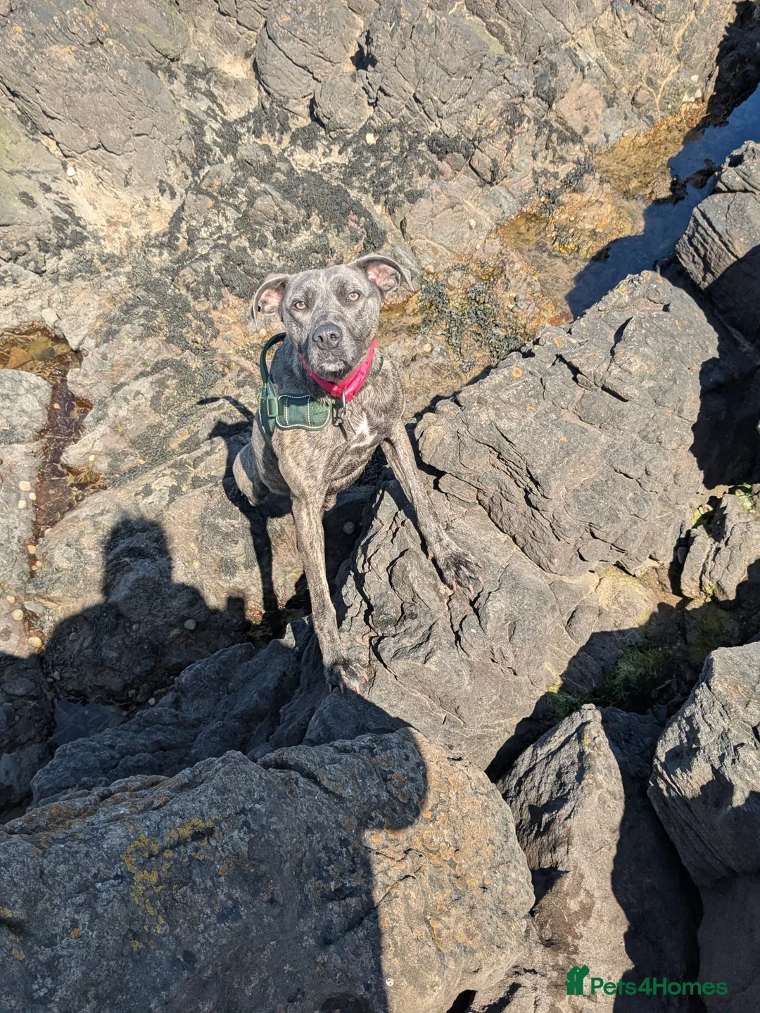 Mixed Breed dogs for sale: Bonnie in Newcastle upon Tyne - Advert 2