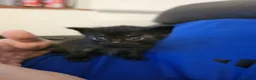 Mixed Breed cats for sale: 4 stunning kittens - Advert 12