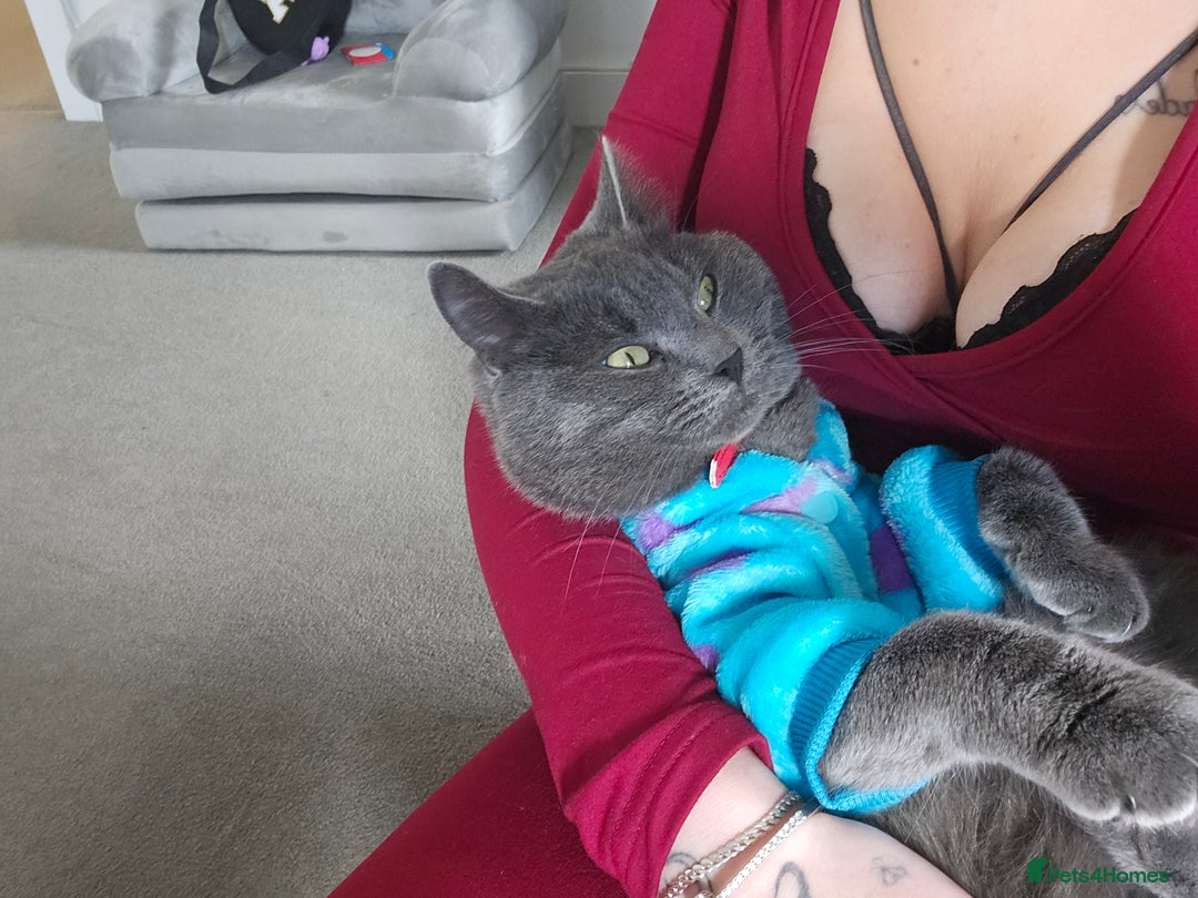 Mixed Breed cats for sale: 2 cats - Advert 7