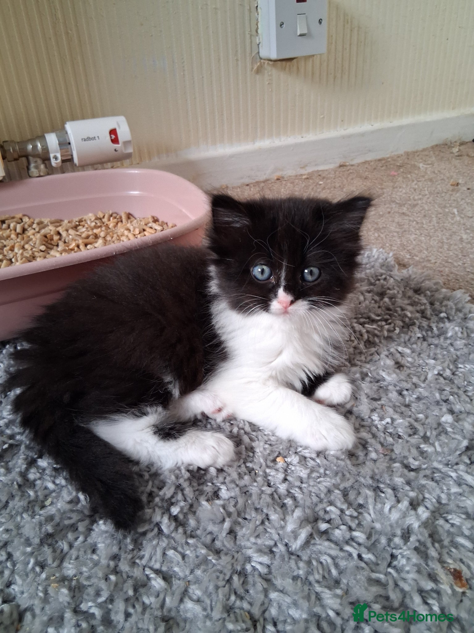 Mixed Breed cats for sale: Ragdoll X Kittens - Advert 18