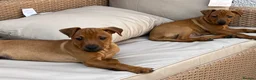 Mixed Breed dogs for sale: Stunning playful puppies  - Advert 13