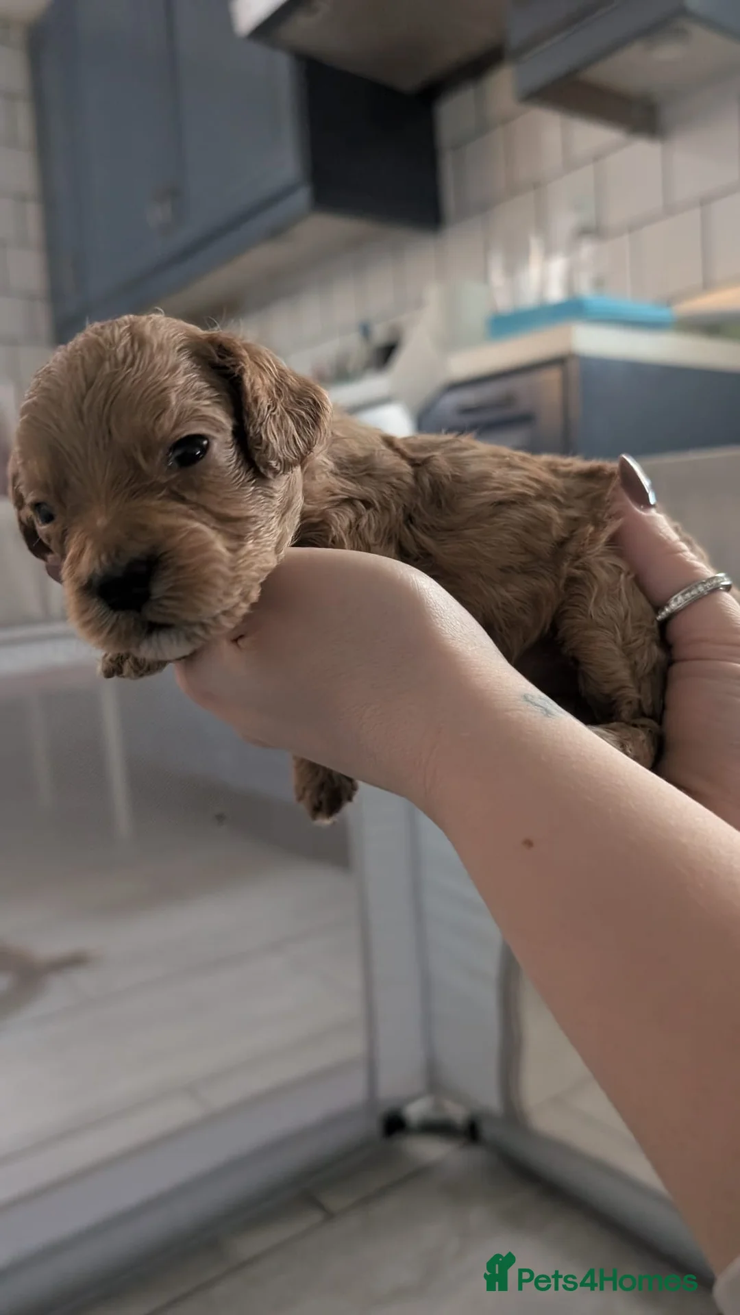 Cockapoo dogs for sale: Cockapoo puppies - Advert 39