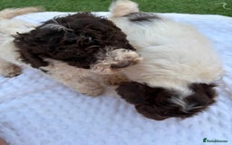 Cockapoo dogs for sale: F2  cockapoo puppies  - Image 18