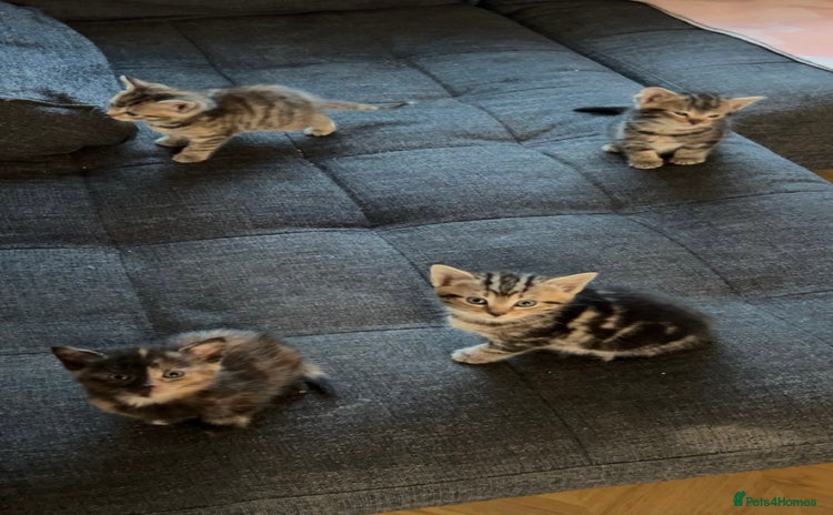Domestic Shorthair cats Four tabby kittens for sale  - Advert 1