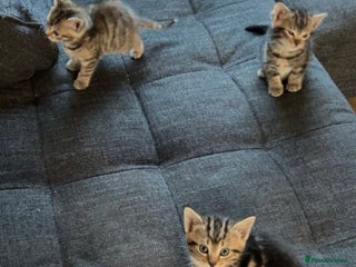 Domestic Shorthair cats for sale: Four tabby kittens for sale - Advert 1