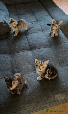 Domestic Shorthair cats Four tabby kittens for sale - Advert 3