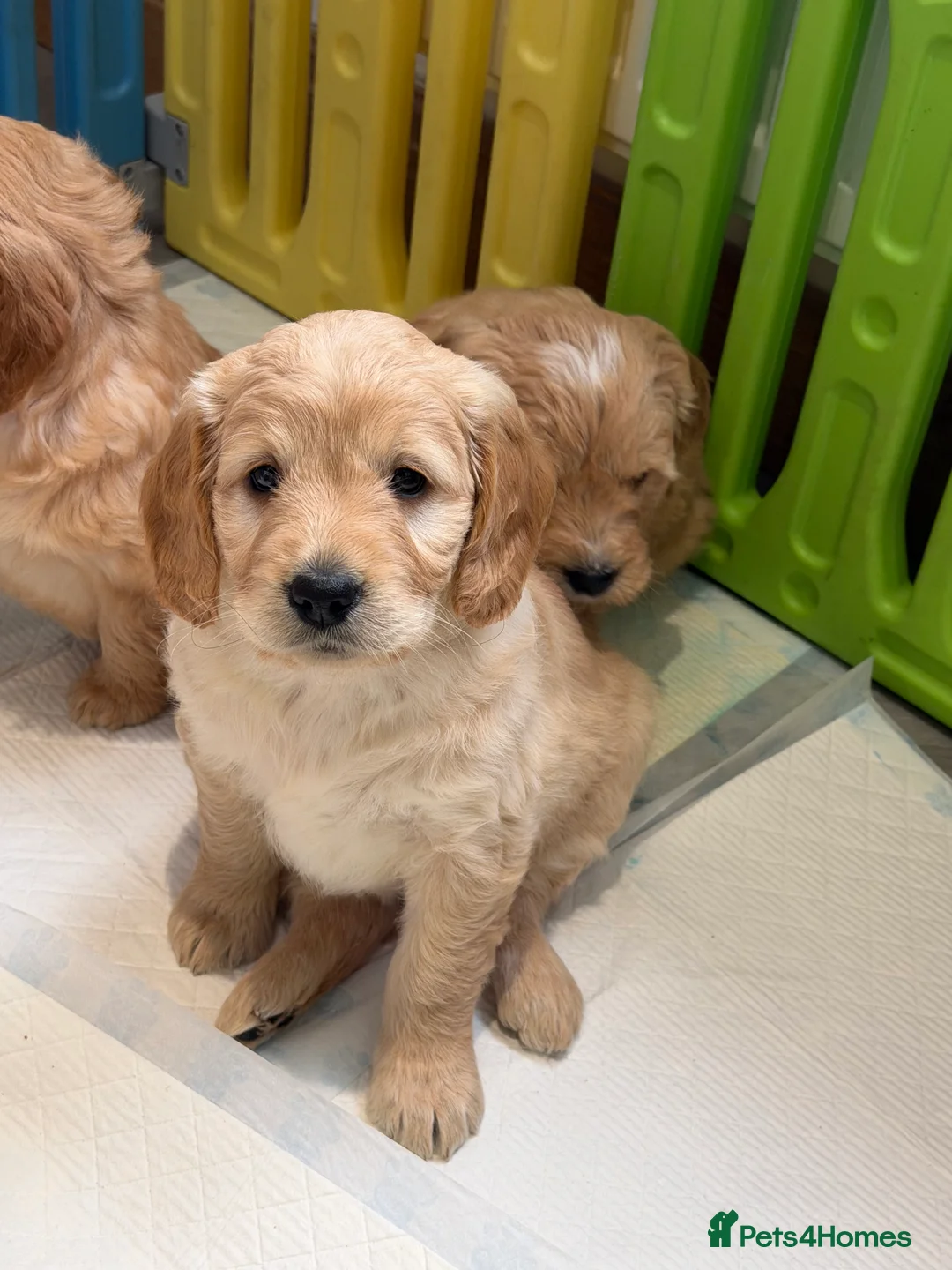 Mini Goldendoodle dogs for sale: Lovely Golden doodle puppies ready now  - Advert 11