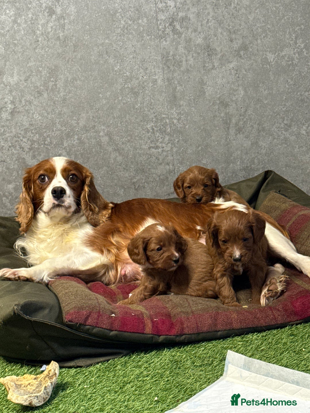 Cavapoo dogs for sale: Rich dark fox red cavapoos  - Advert 4