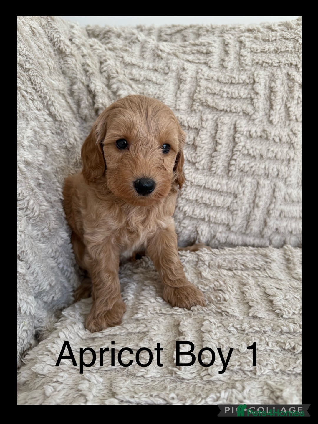 Cockapoo dogs for sale: Stunning F1B Merle Cockapoo Puppies!!!! - Image 16