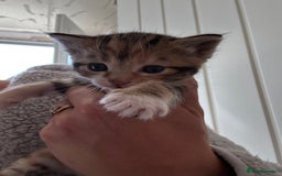 Oriental cats for sale: 1 male & 1 female kitten  - Image 4