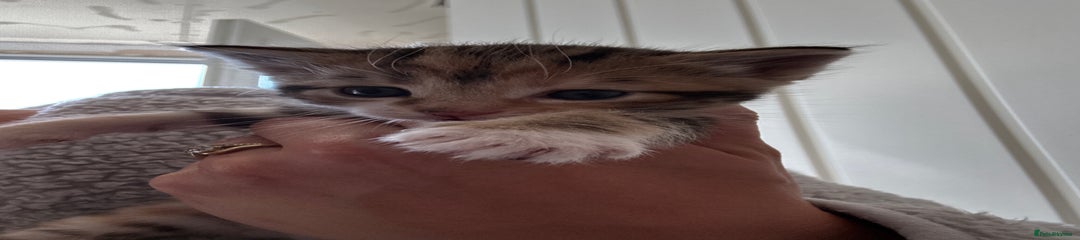 Female tiger kitten