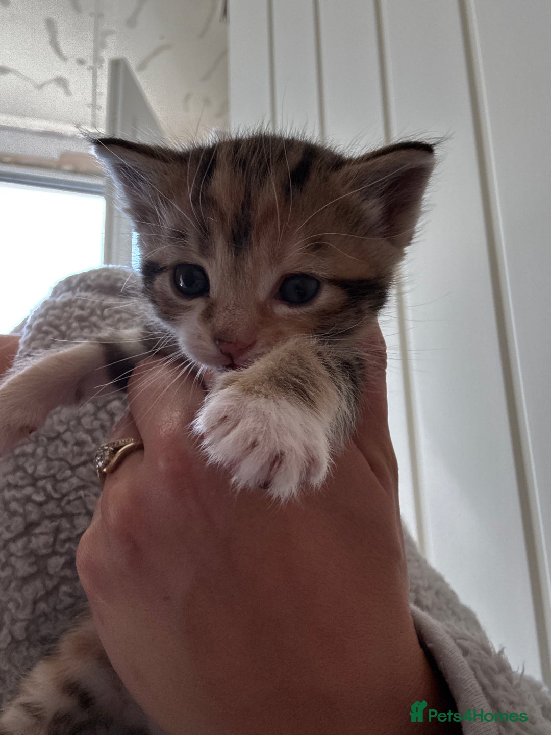 Oriental cats for sale: 1 male & 1 female kitten  - Image 4