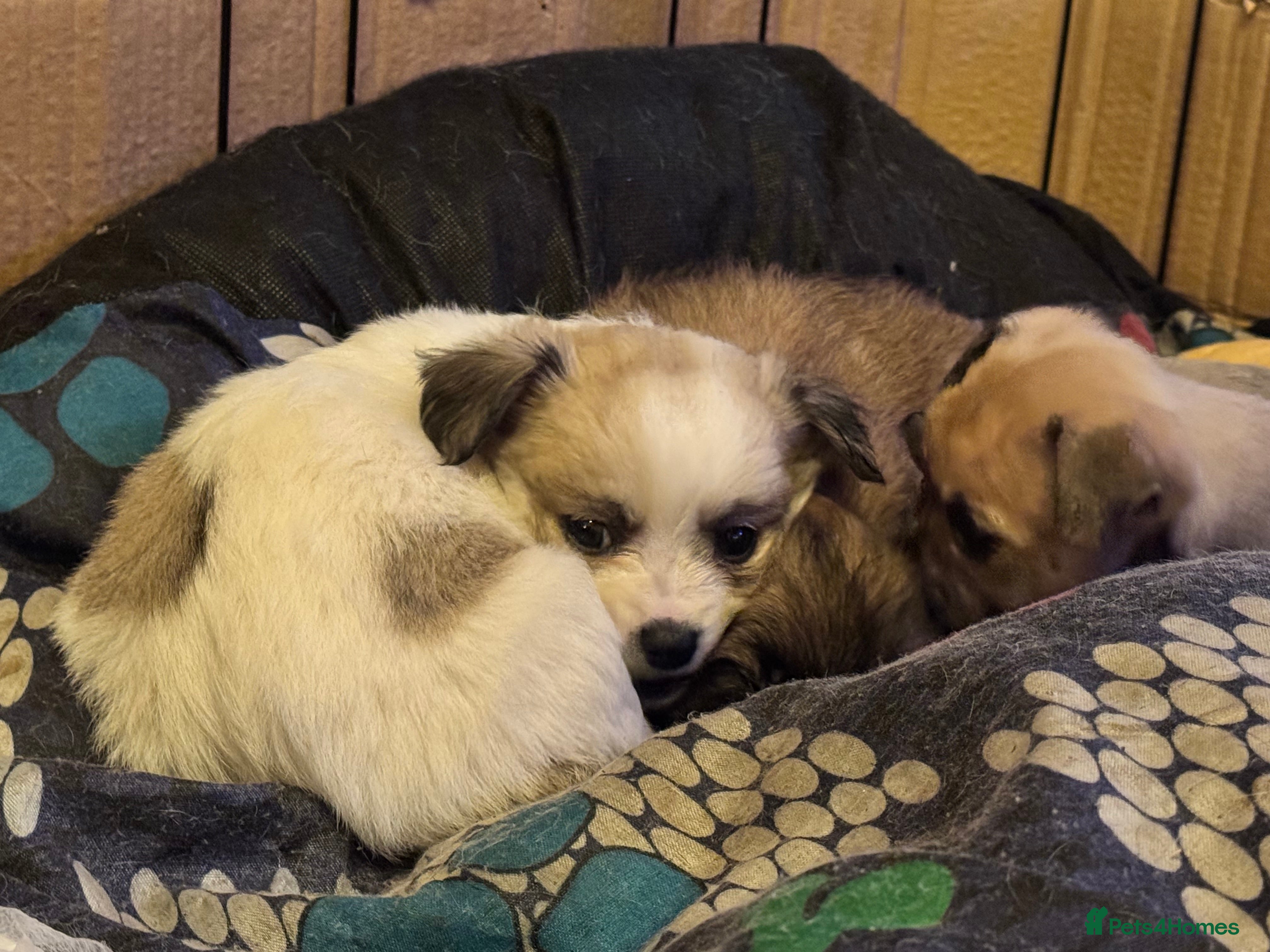 Chihuahua dogs Chihuahua pups - ready for forever homes now - Advert 6