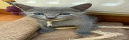 Russian Blue cats for sale: TICA REGISTERED Pure Breed Russian Blue Kittens - Advert 9
