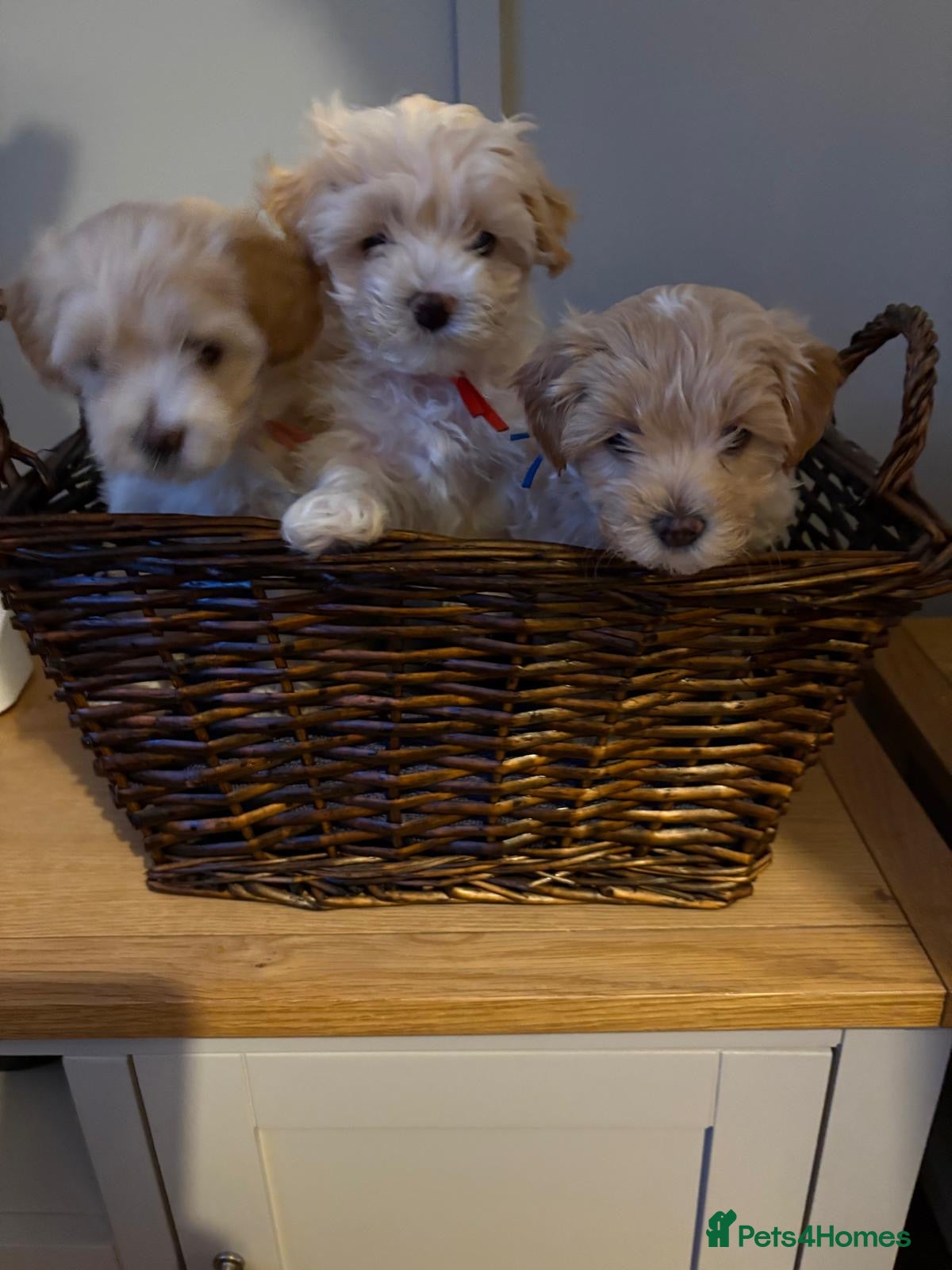 Mixed Breed dogs Cavamaltipoo puppies for sale - Advert 3