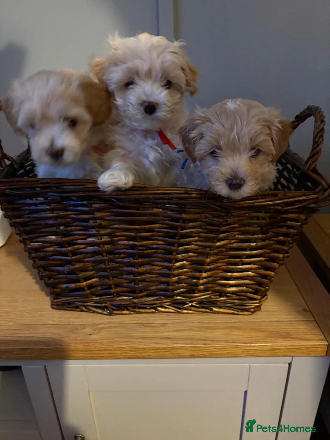 Mixed Breed dogs for sale: Cavamaltipoo puppies for sale - Advert 1