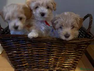 Mixed Breed dogs Cavamaltipoo puppies for sale - Advert 3
