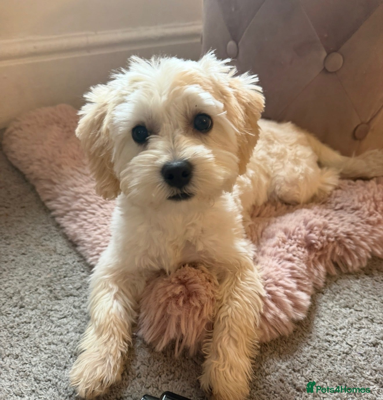 Maltese dogs Beautiful 1 year old Maltese ❤️ - Advert 8