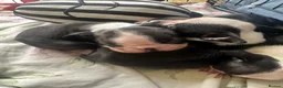 Boston Terrier dogs for sale: Kc reg Stunning full collar Boston terriers  - Advert 16