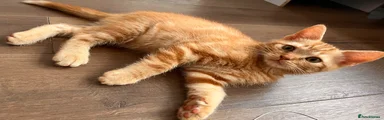 Ginger