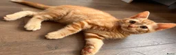 Mixed Breed cats for sale: Mixed Scottish fold straight ears  - Advert 3