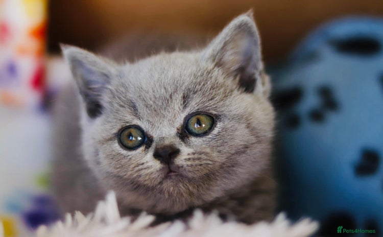 British Shorthair cats - Advert 2