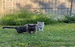 Scottish Fold cats for sale: Scottish fold beautiful girl - Image 5