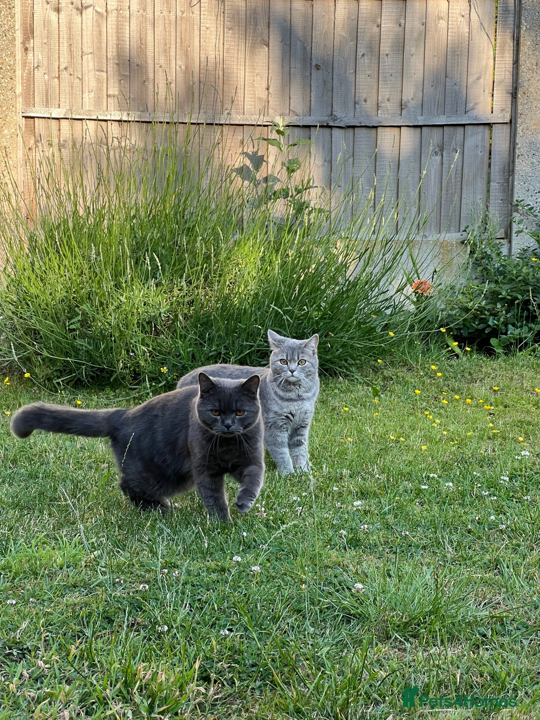 Scottish Fold cats for sale: Scottish fold beautiful girl - Image 5