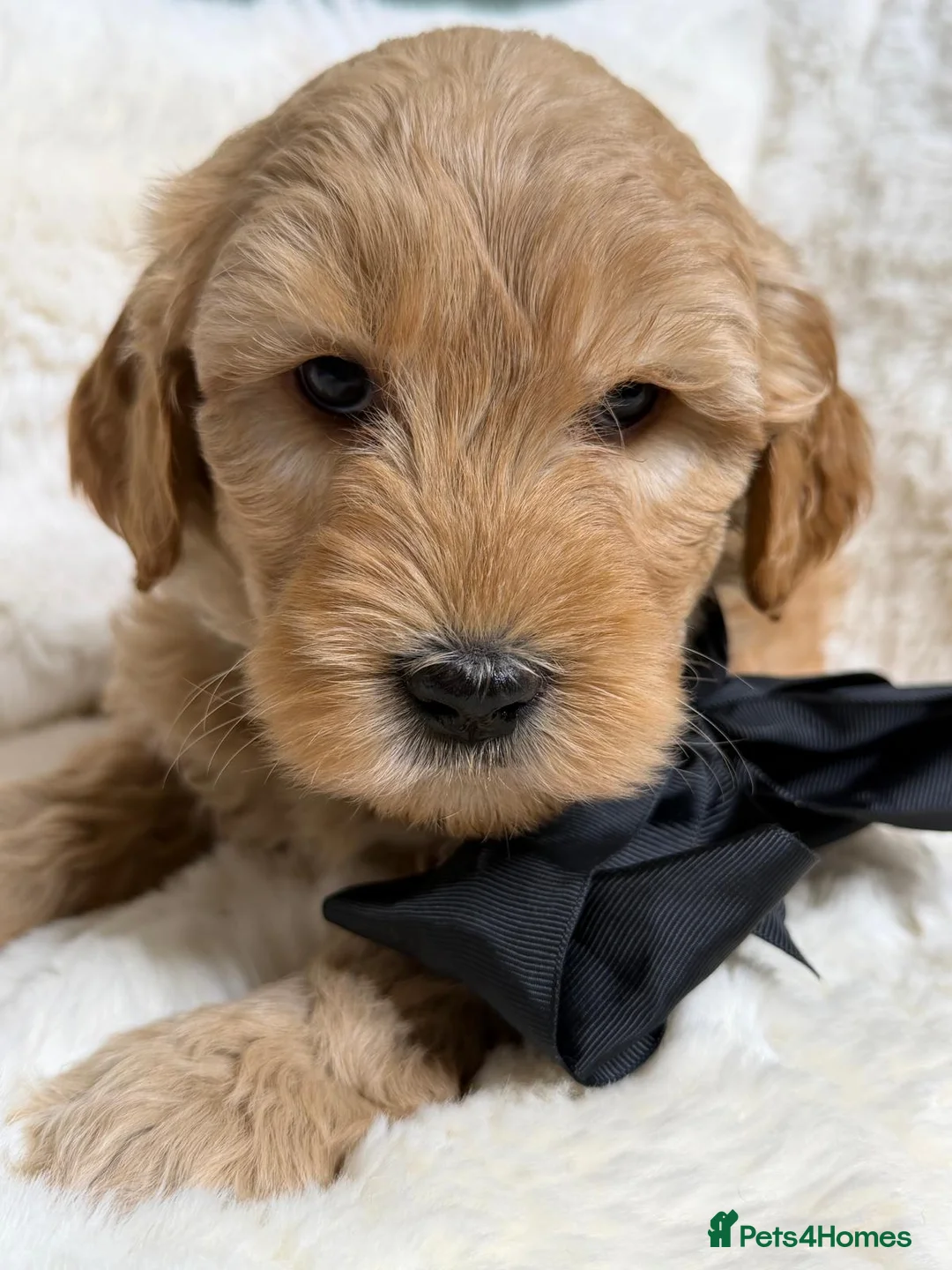 Labradoodle dogs for sale: Labradoodle  - Advert 13