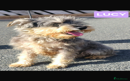 Miniature Schnauzer dogs for sale: Miniature schnauzer  - Image 1