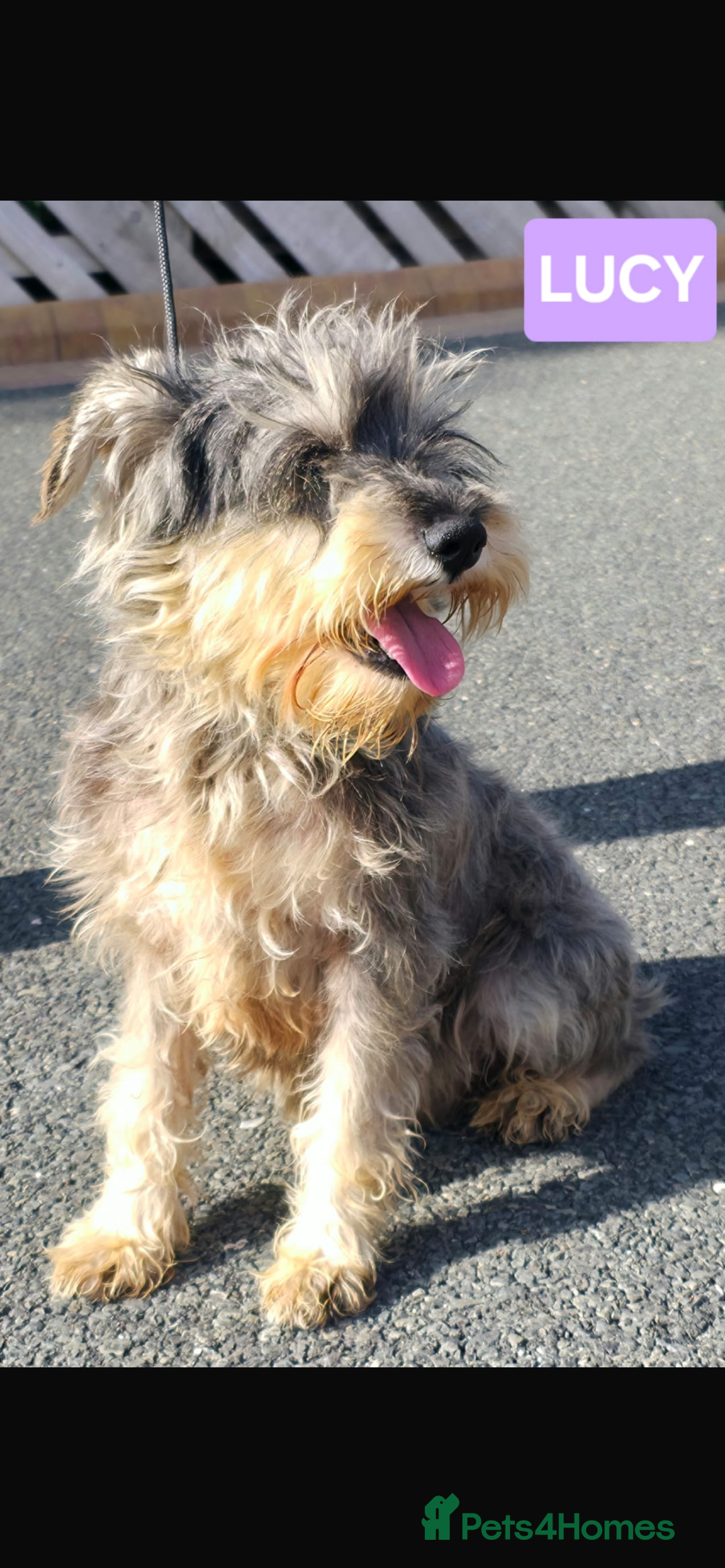 Miniature Schnauzer dogs for sale: Miniature schnauzer  - Image 1