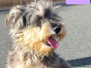 Miniature Schnauzer dogs - Advert 5