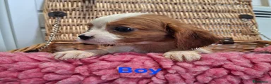 Cavalier King Charles Spaniel 2