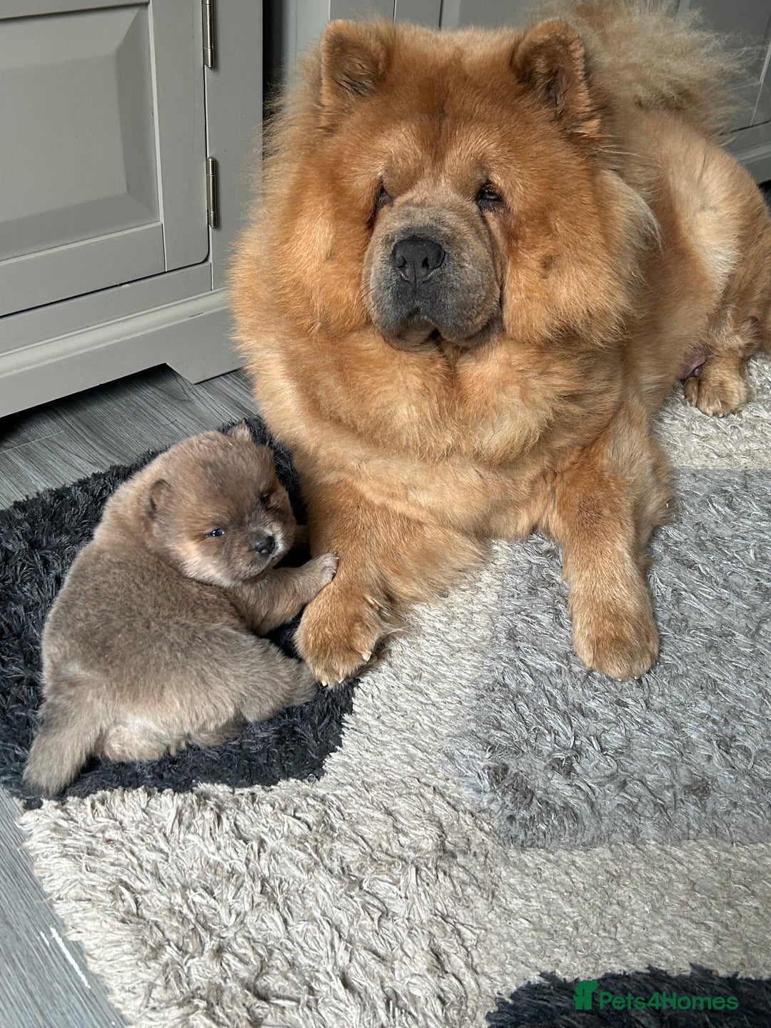 Short Hair Chow Chow Short Hair Chow Smooth Coat Chow Chow Puppies