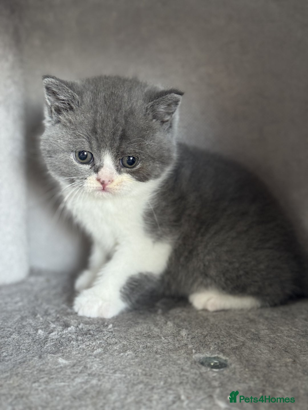 British Shorthair cats for sale: ✨ GCCF/TICA Stunning BSH Kittens – Blue&Bicolour ✨ - Image 9