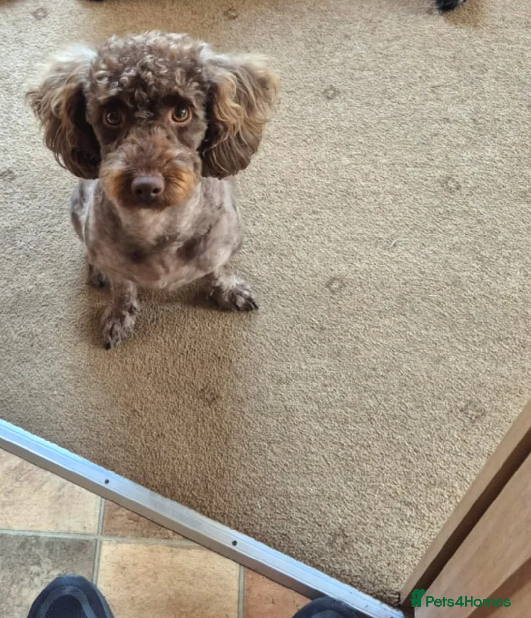 Labradoodle dogs for sale: Beautiful boy Rodney  - Advert 2
