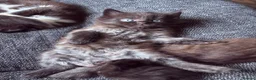 Maine Coon cats for sale: Maine Coon Cross Kittens - Advert 13