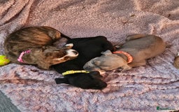 Mixed Breed dogs for sale: American Bulldog Cross Staffy puppies  - Image 12