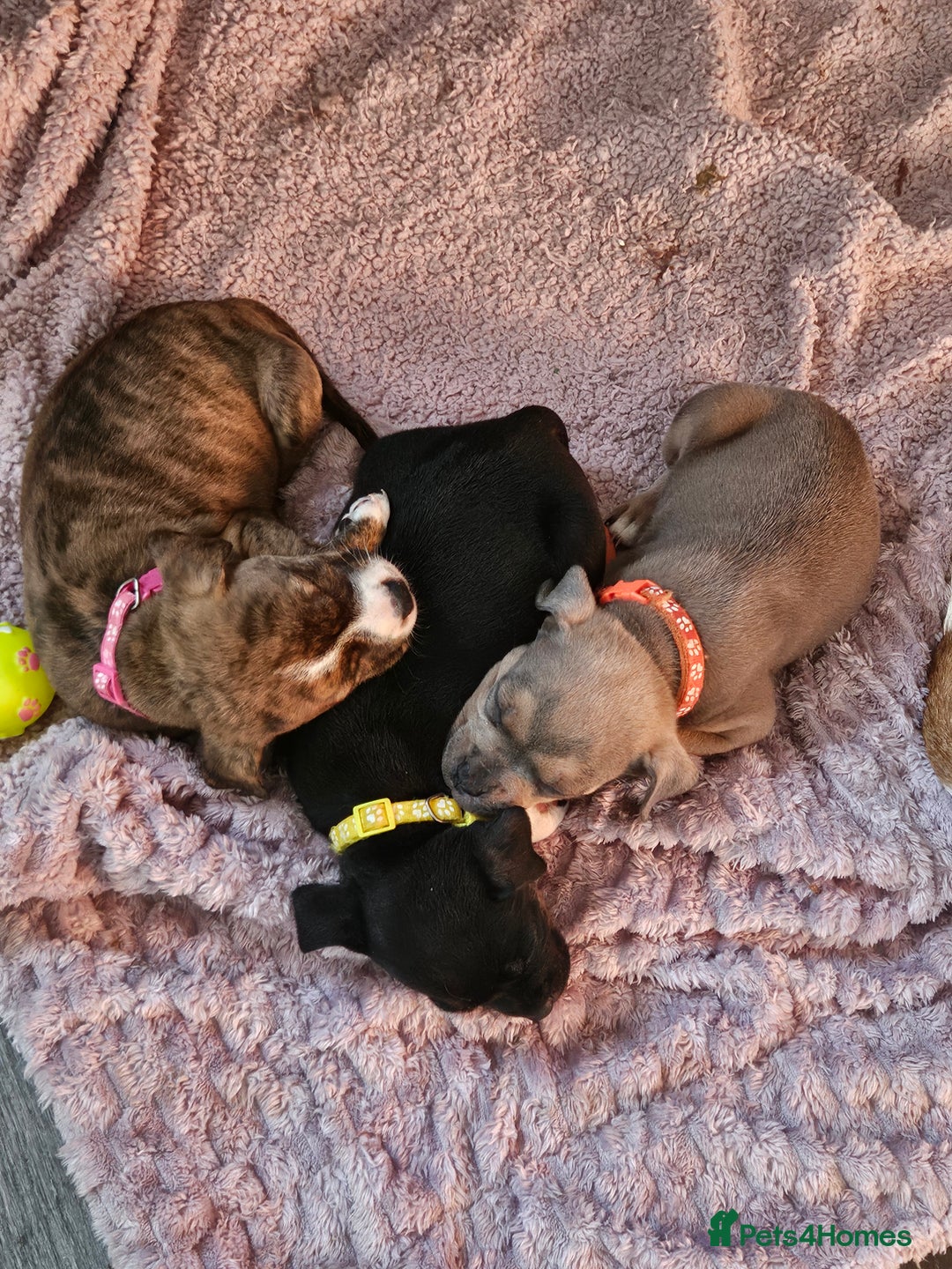 Mixed Breed dogs for sale: American Bulldog Cross Staffy puppies  - Image 12
