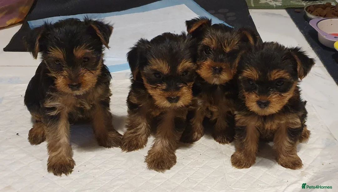 Yorkshire Terrier dogs for sale: Beautiful, pure breed Yorkshire terrier  - Advert 6
