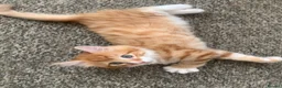 Mixed Breed cats for sale: Ginger Kittens Very Cute - Advert 8