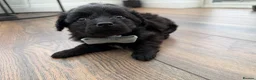 Cockapoo dogs for sale: Are beautiful toy cockapoo boy puppy  in Shepperton - Advert 7